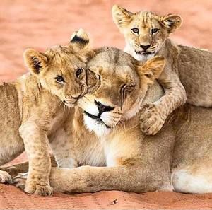 Meet your Posher, Lavon